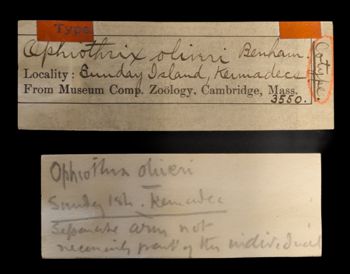 Media type: image;   Invertebrate Zoology OPH-3550 Description: Original handwritten specimen labels;  Aspect: labels